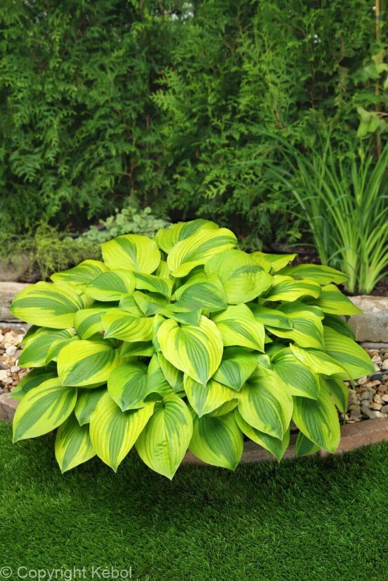 Hosta Velvet Moon