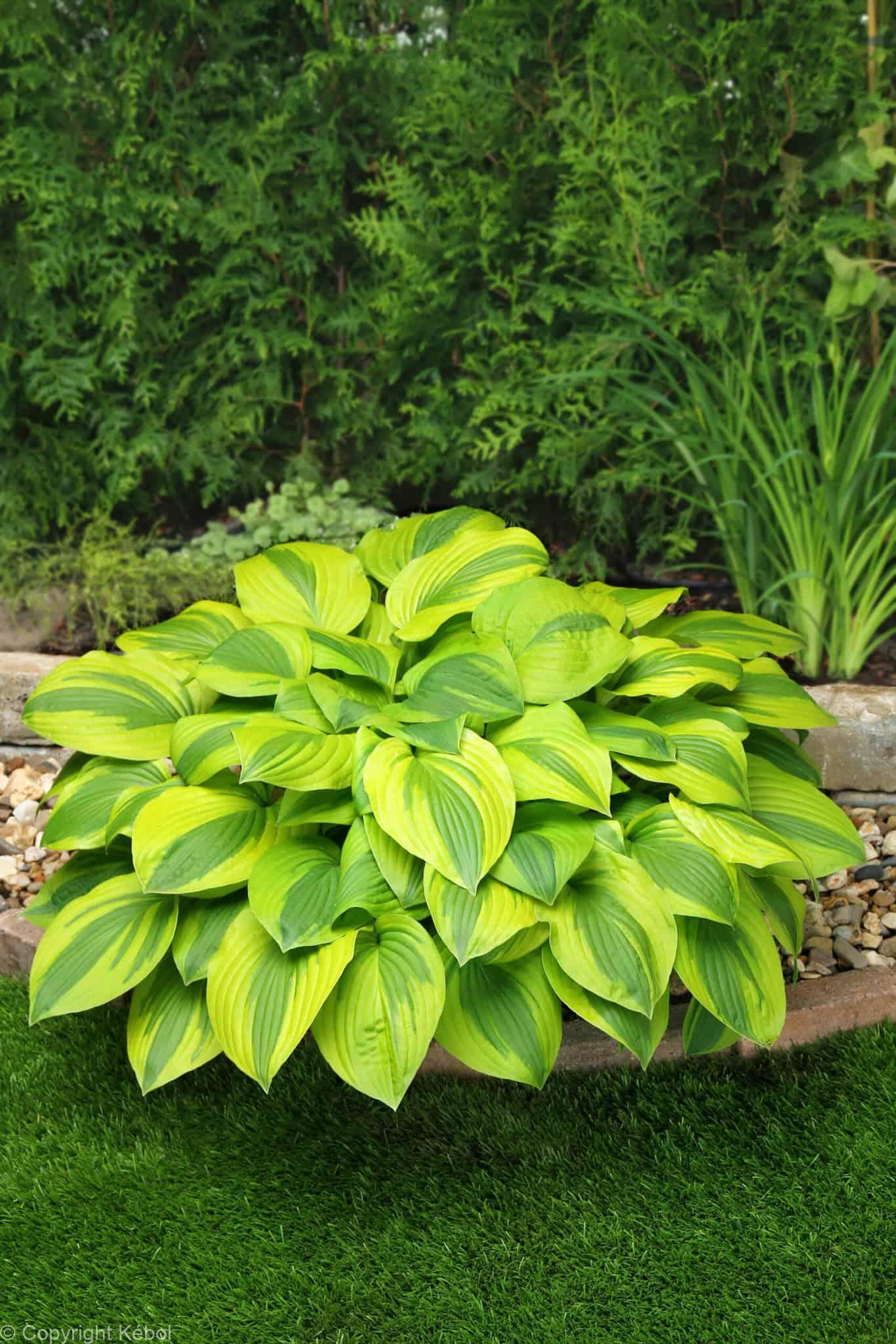 Hosta Velvet Moon