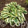 Hosta Wide Brim