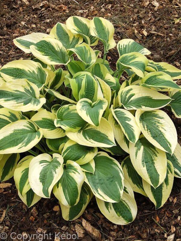 Hosta Wide Brim