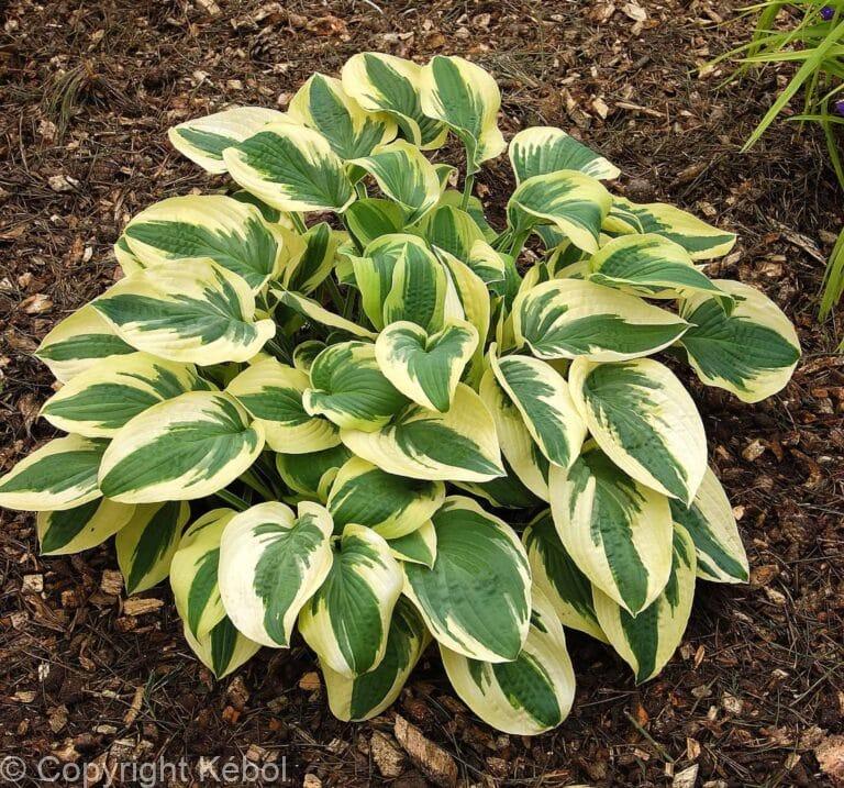 Hosta Wide Brim
