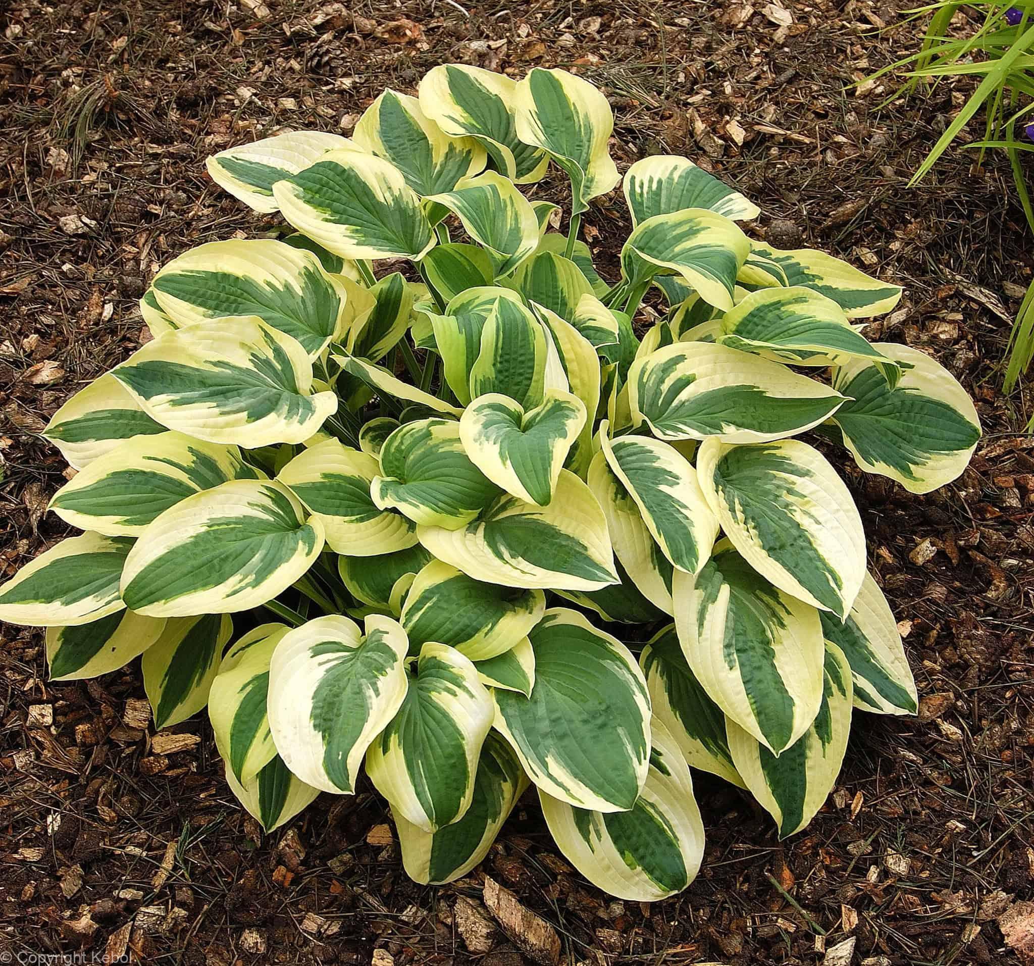 Hosta Wide Brim