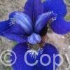 Iris Blue Bird