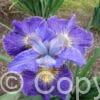 Iris Cape Cod Boys