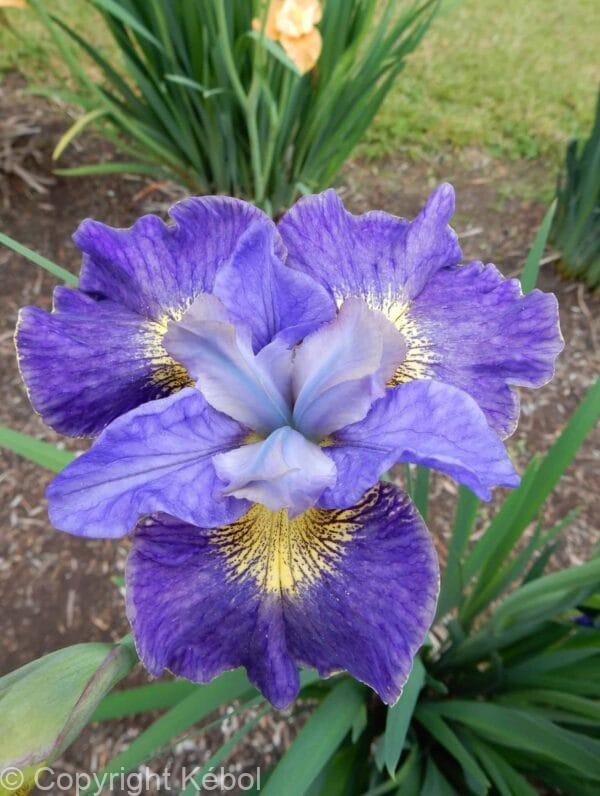 Iris Cape Cod Boys