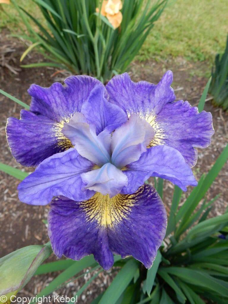 Iris Cape Cod Boys