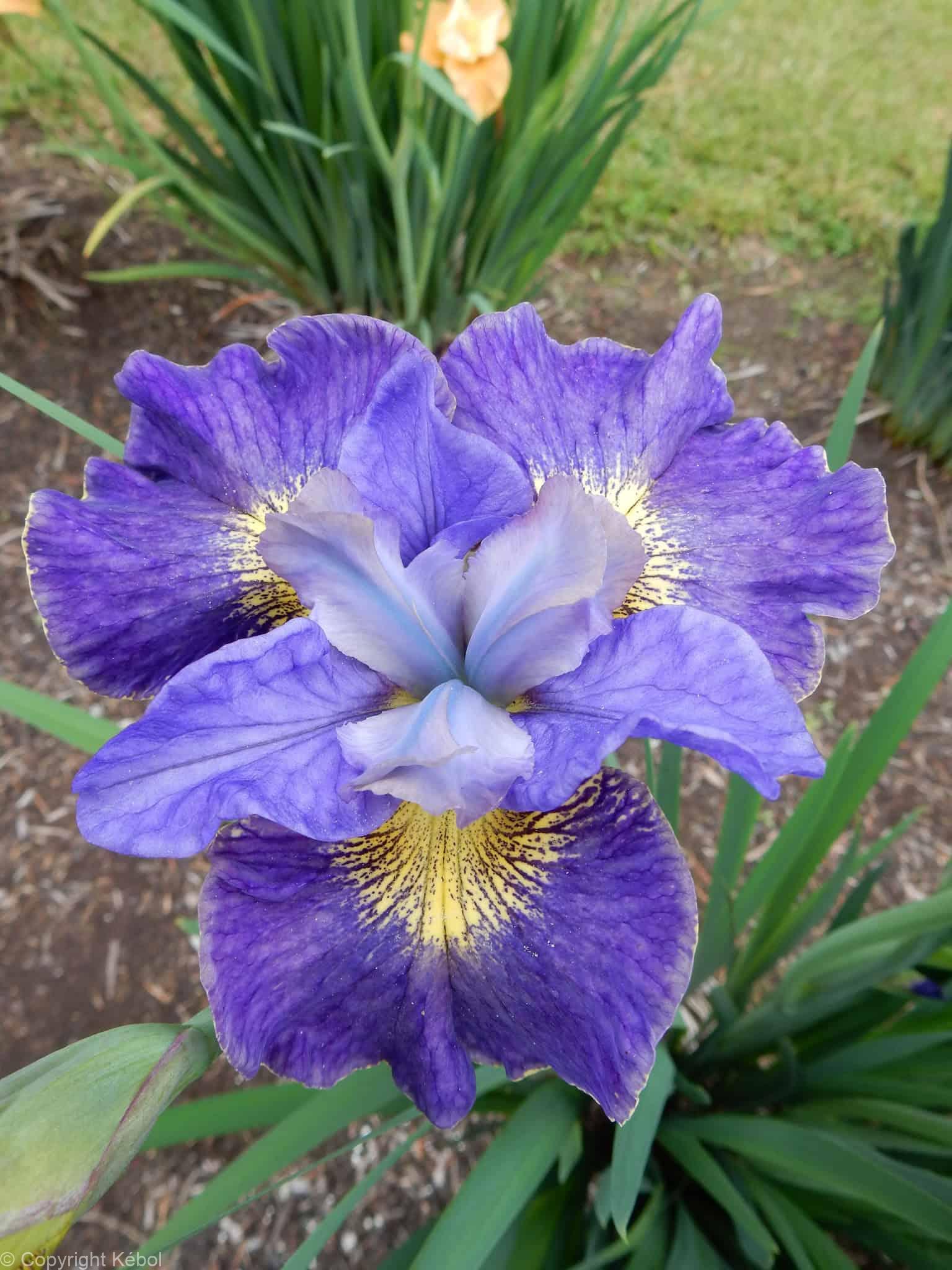 Iris Cape Cod Boys