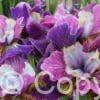 Iris Charming Billy