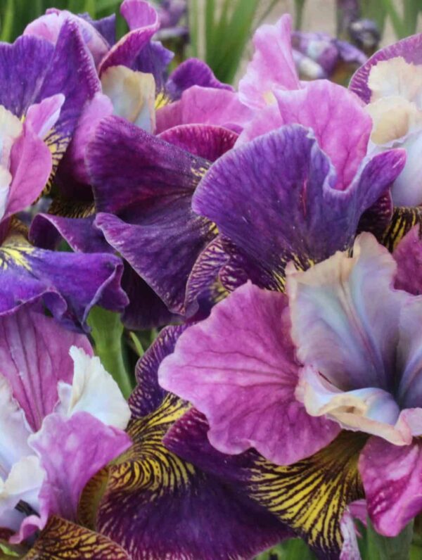 Iris Charming Billy