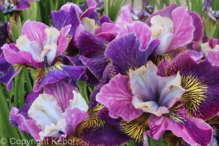 Iris Charming Billy