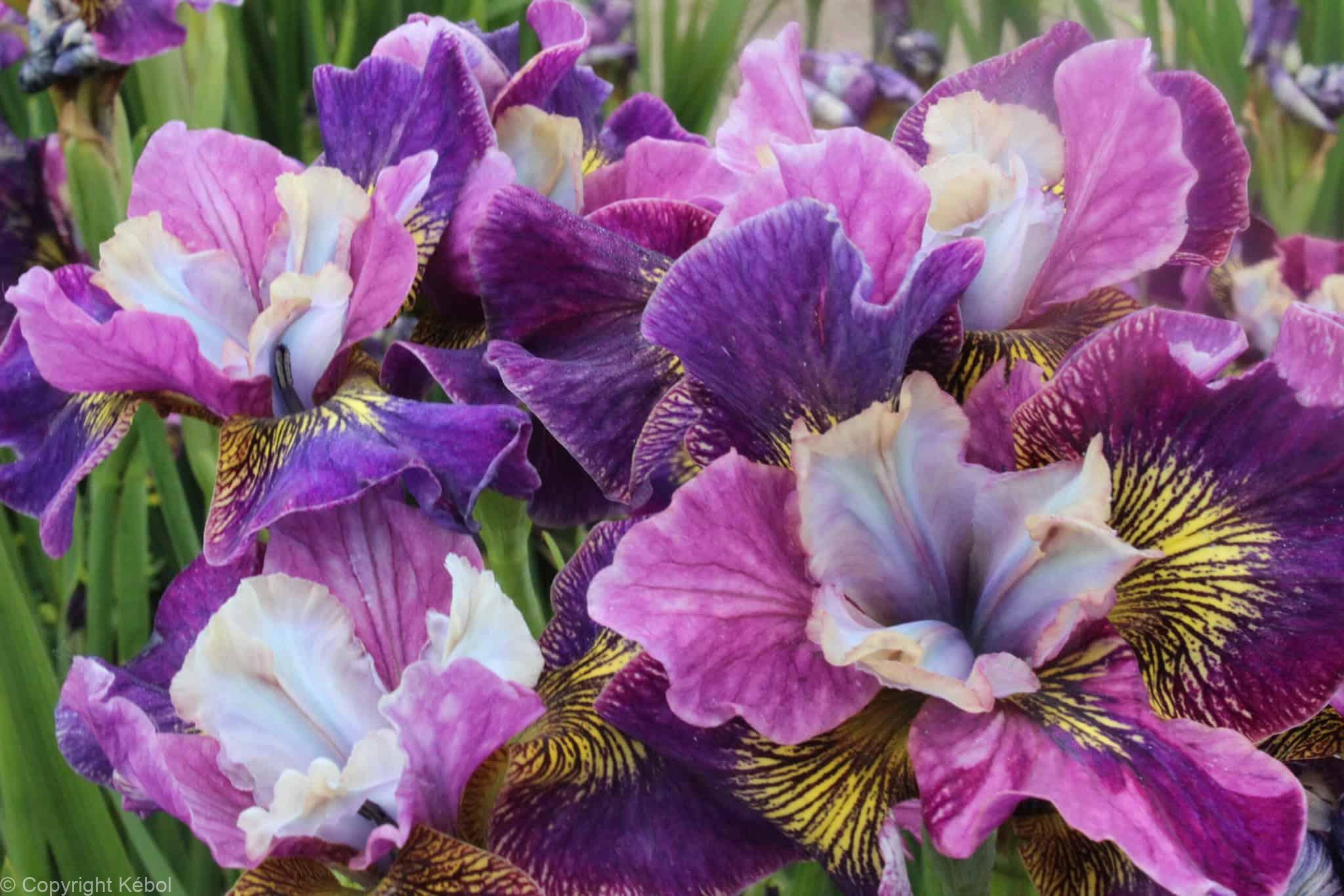 Iris Charming Billy