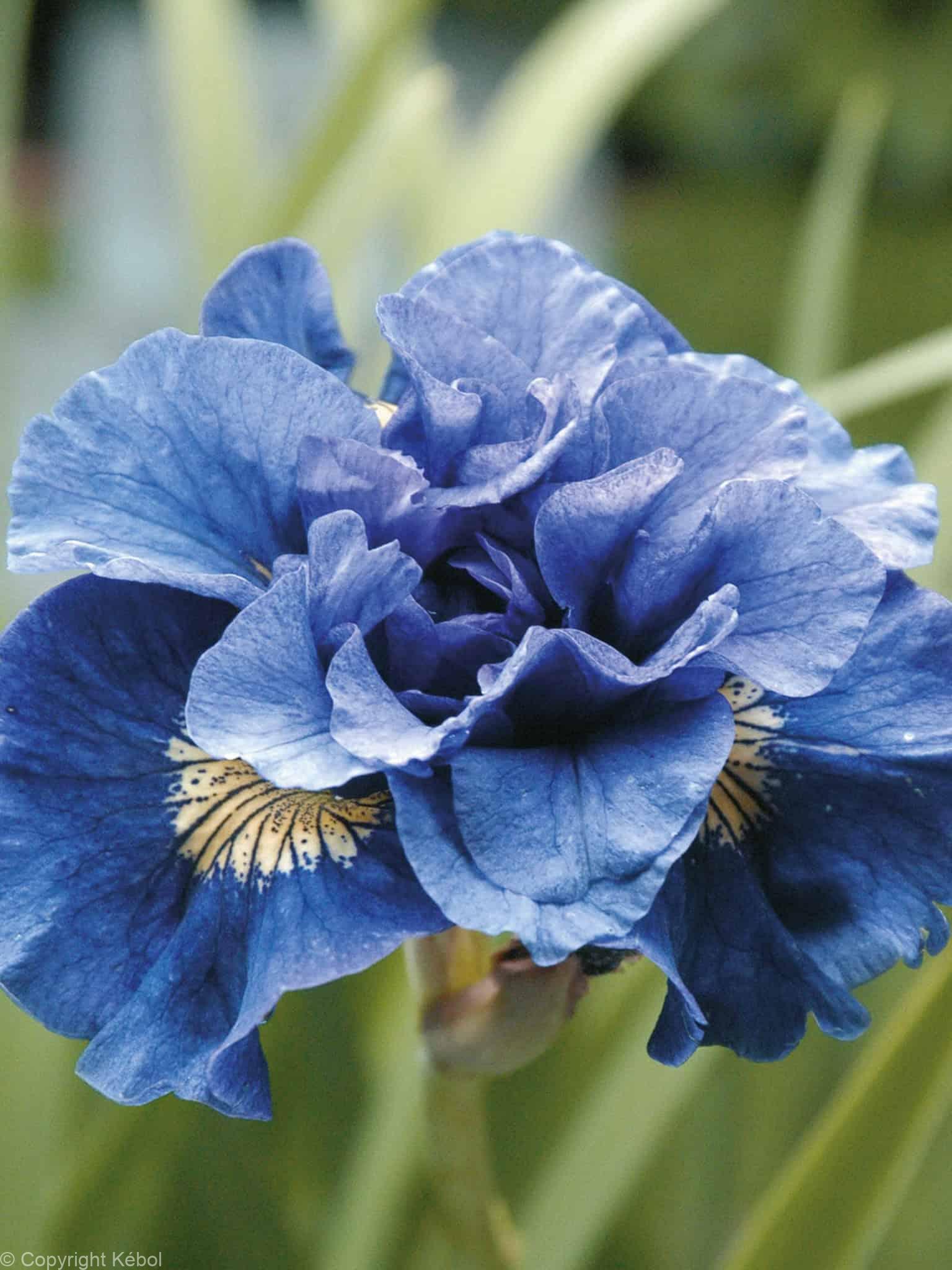 Iris Concord Crush