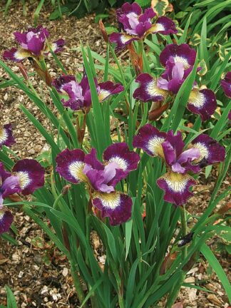 Iris Contrast in Styles