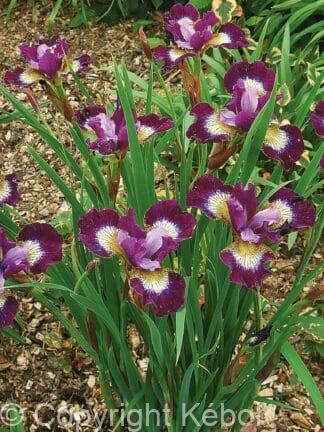 Iris Contrast in Styles - bag