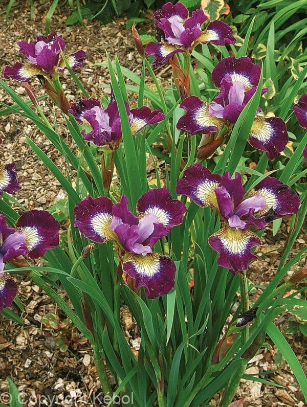 Iris Contrast in Styles