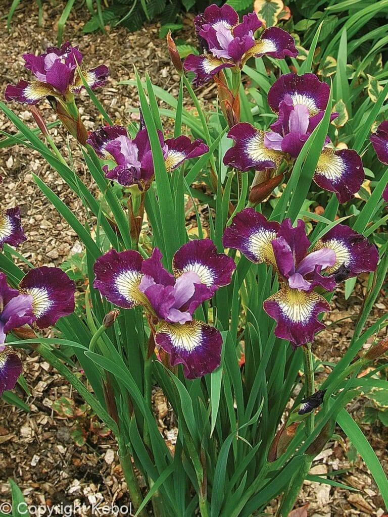 Iris Contrast in Styles