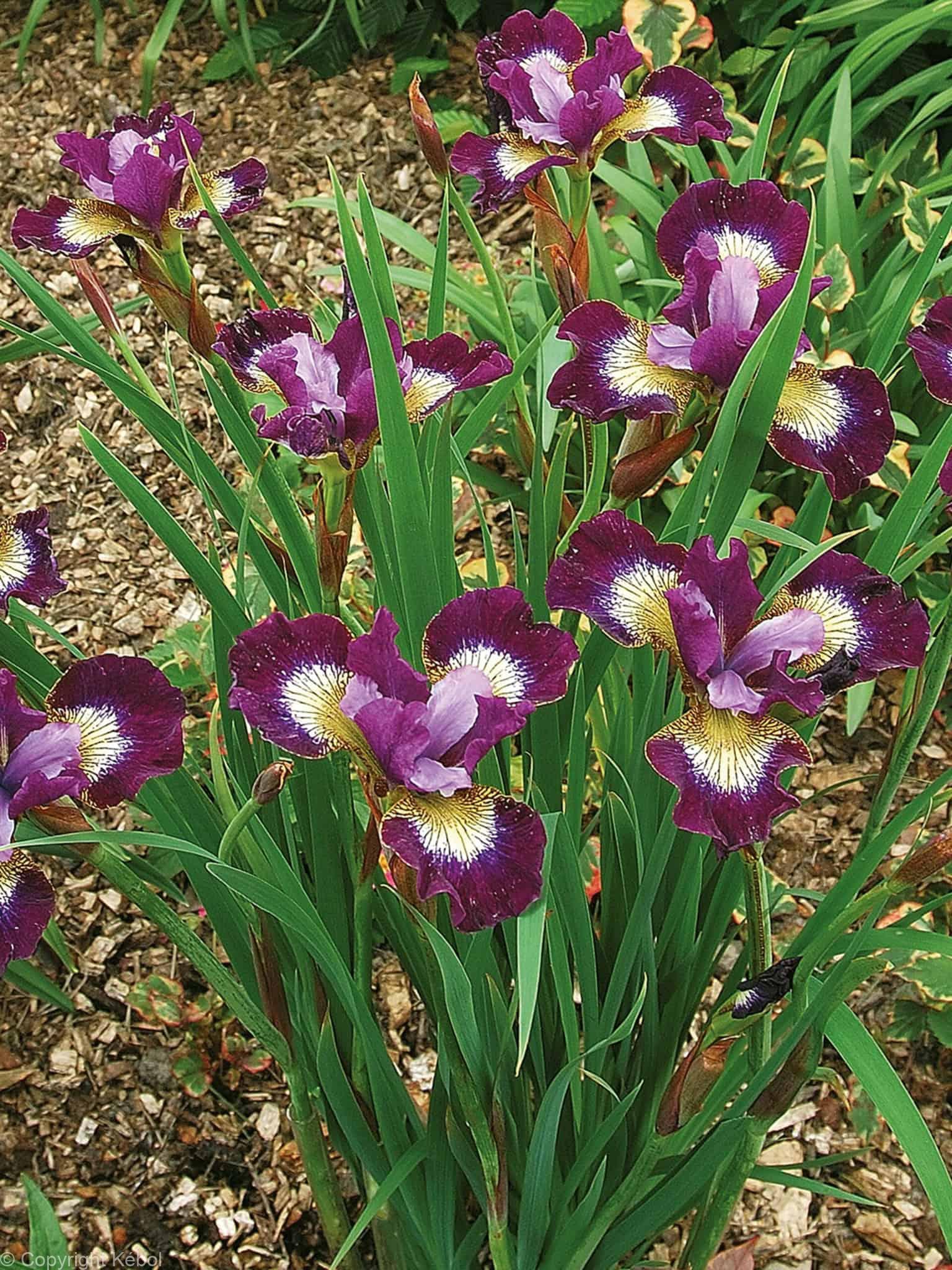 Iris Contrast in Styles
