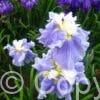Iris Sugar Dome