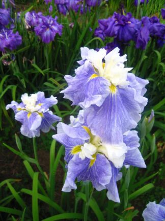 Iris Sugar Dome
