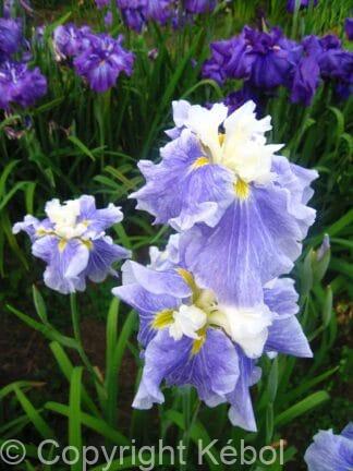 Iris Sugar Dome - case