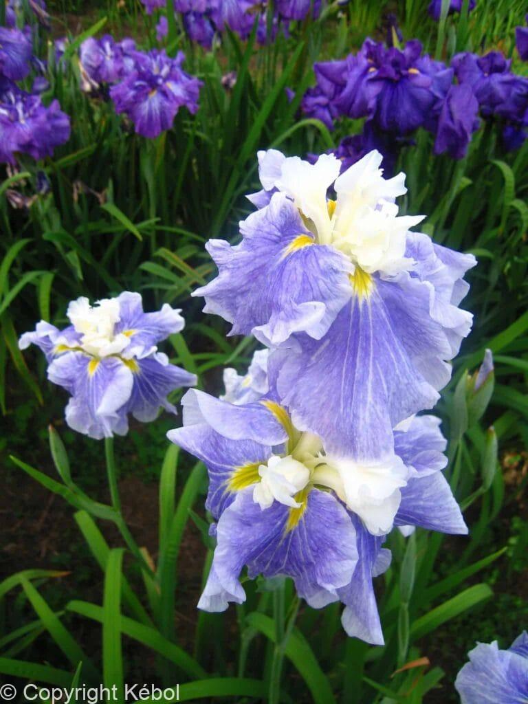 Iris Sugar Dome