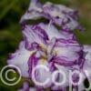 Iris Harlequinesque