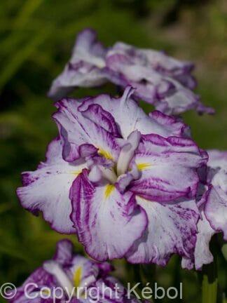 Iris Harlequinesque - case