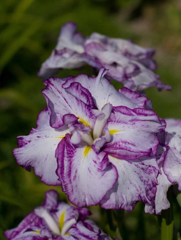 Iris Harlequinesque