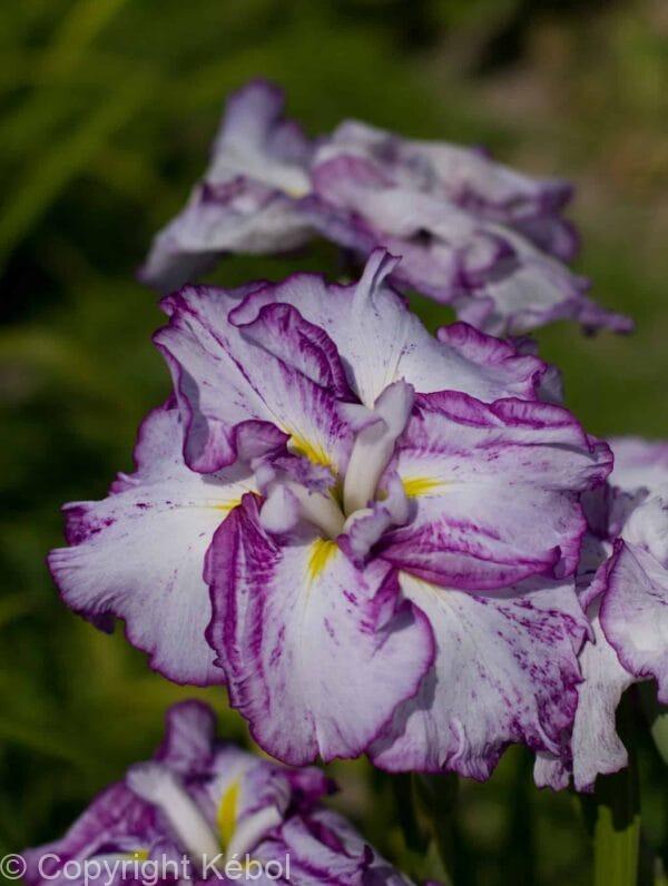 Iris Harlequinesque