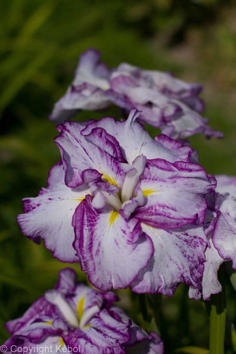Iris Harlequinesque