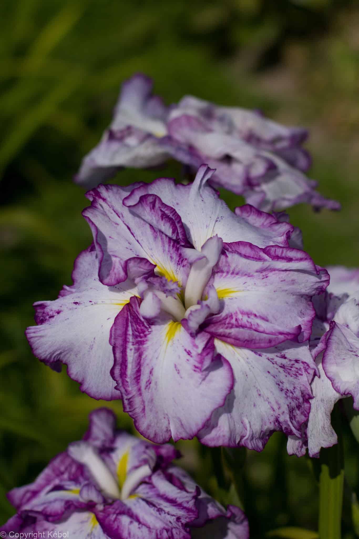 Iris Harlequinesque
