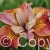 Iris Paprikash