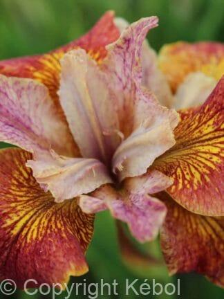 Iris Paprikash - case