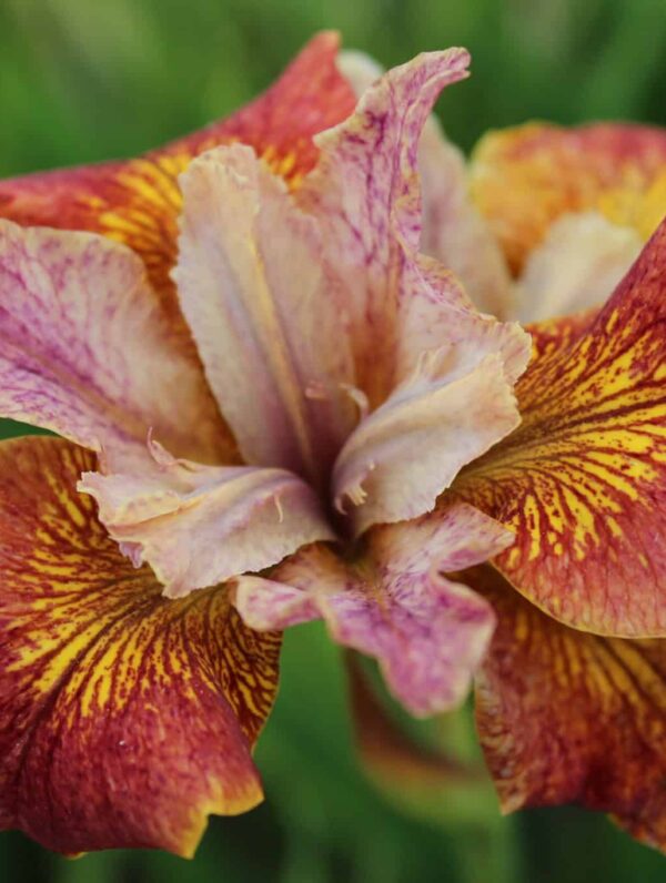 Iris Paprikash