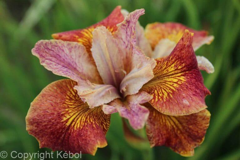 Iris Paprikash
