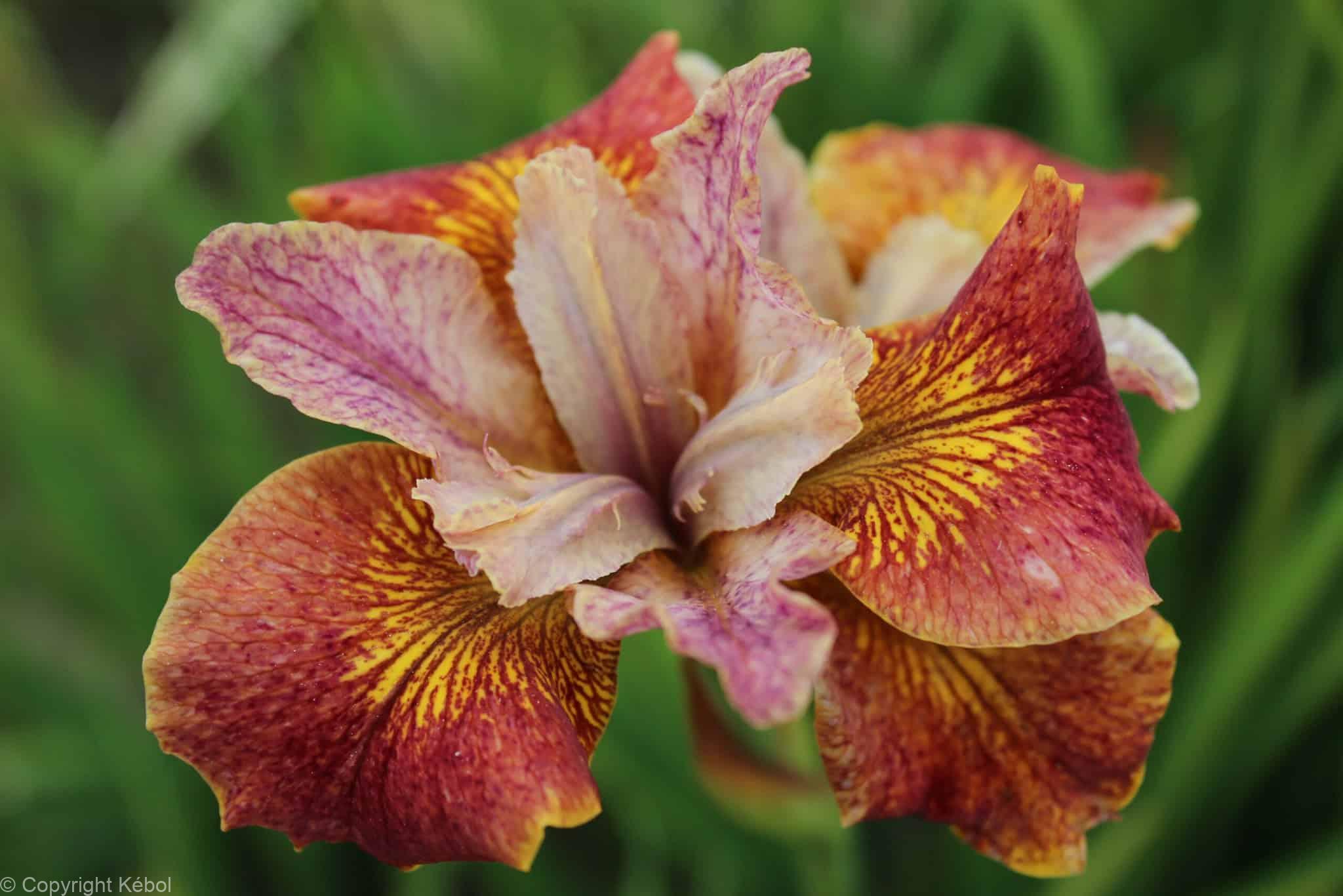 Iris Paprikash