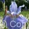 Iris Welcome Return