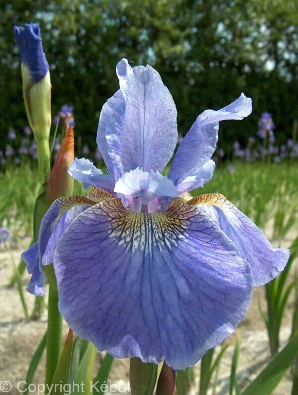 Iris Welcome Return