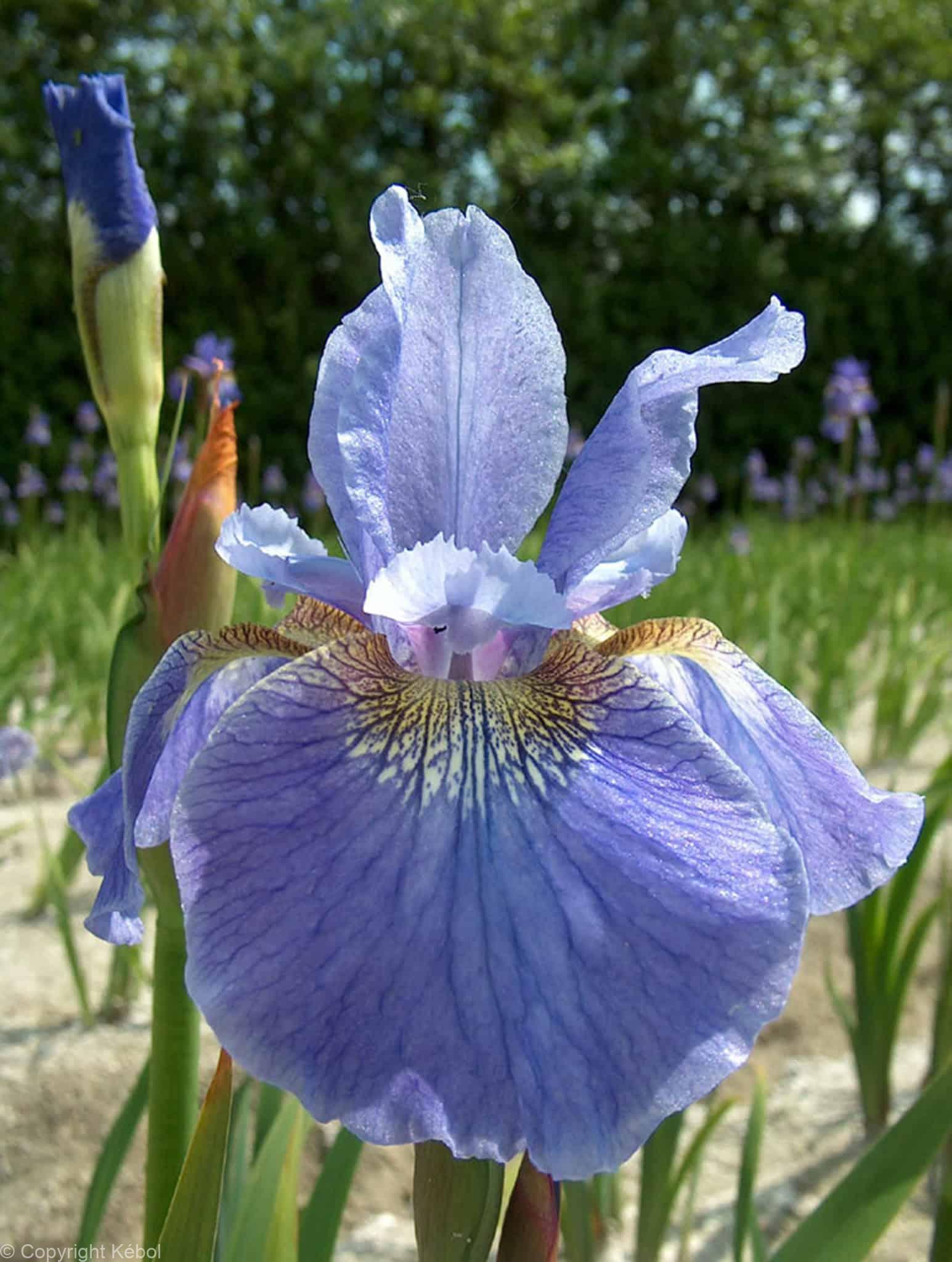 Iris Welcome Return
