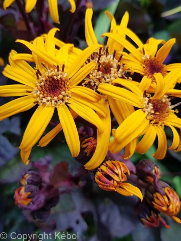 Ligularia Pandora
