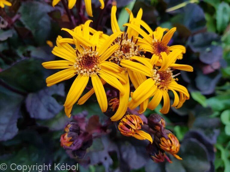 Ligularia Pandora