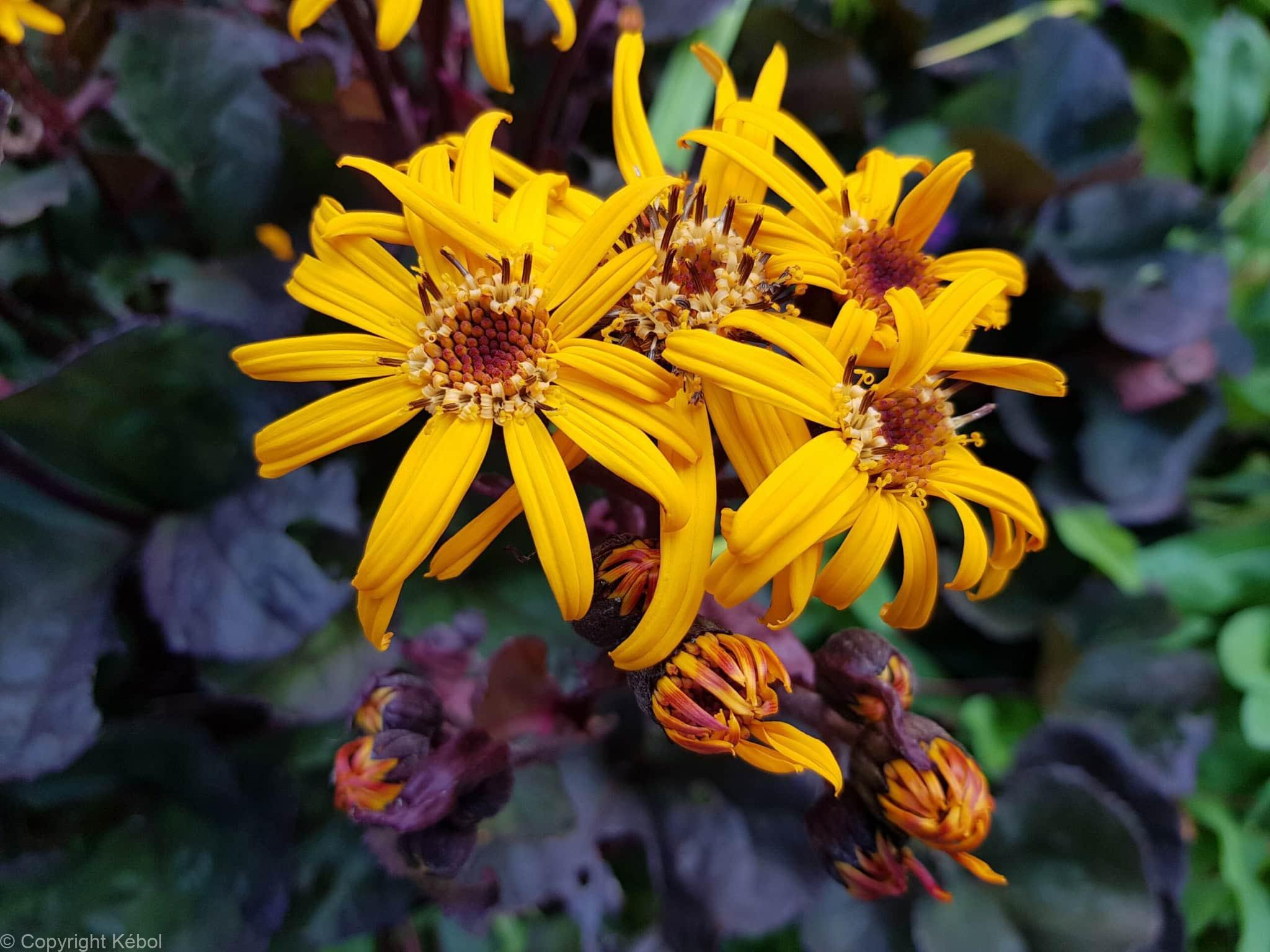 Ligularia Pandora