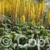Ligularia The Rocket