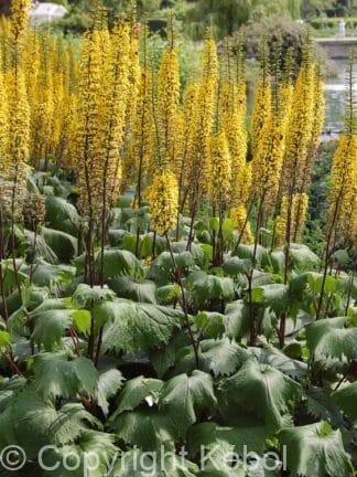 Ligularia The Rocket - bag