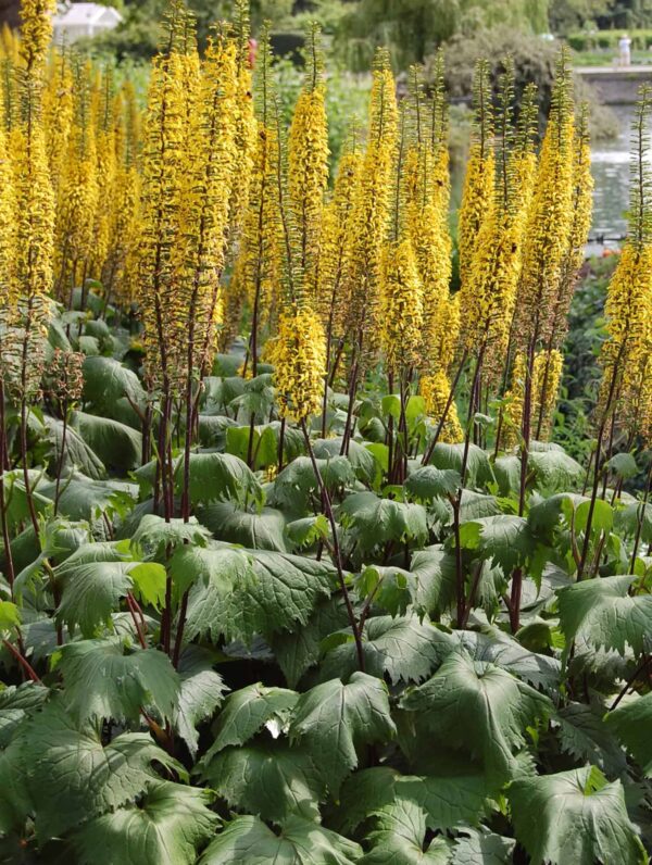 Ligularia The Rocket - bag