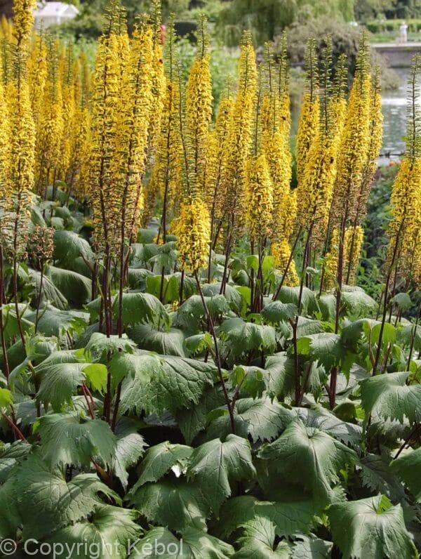 Ligularia The Rocket