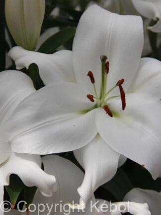 Lilium White Romance