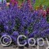 Nepeta Junior Walker