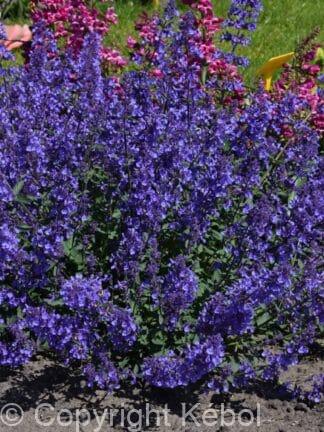 Nepeta Junior Walker - bag