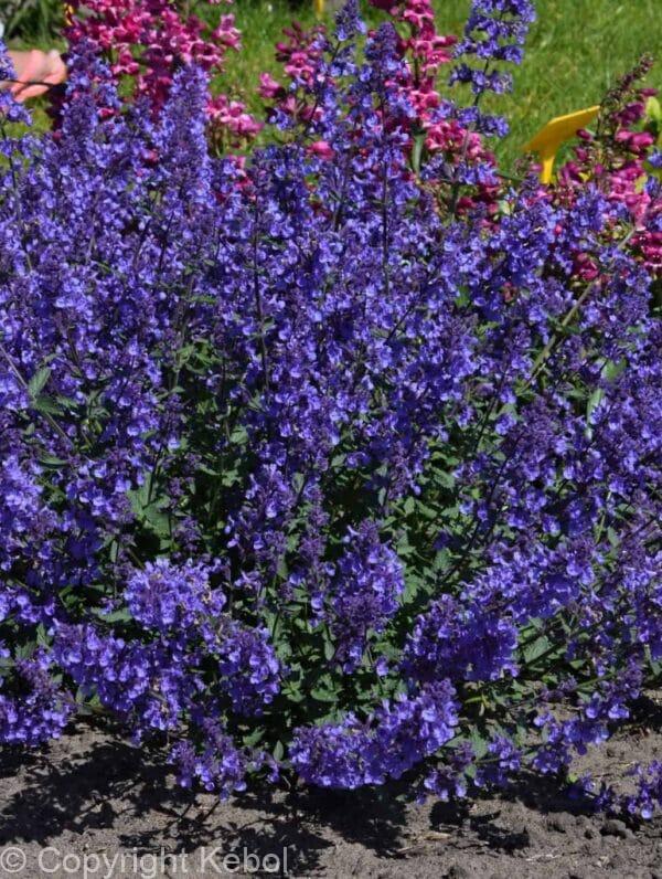 Nepeta Junior Walker